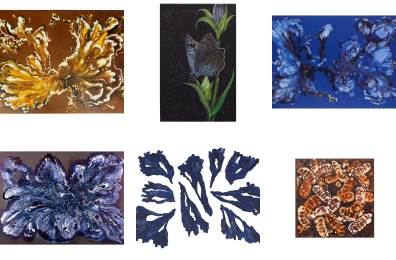 The blue butterfly and the homecoming