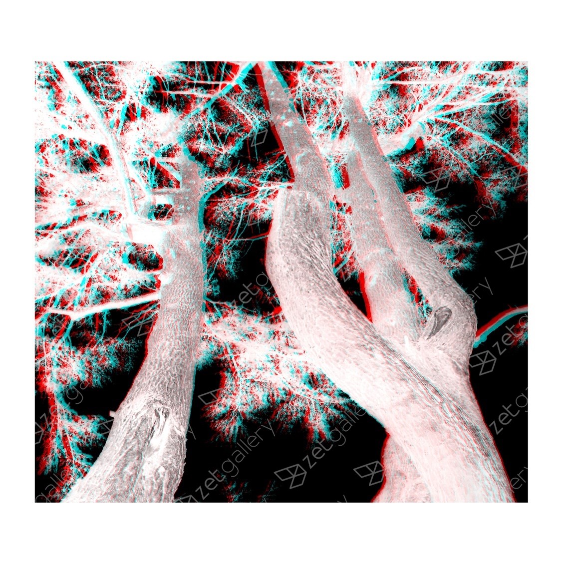 Árvores #3, original Avant-Garde Digital Photography by Carla Gaspar