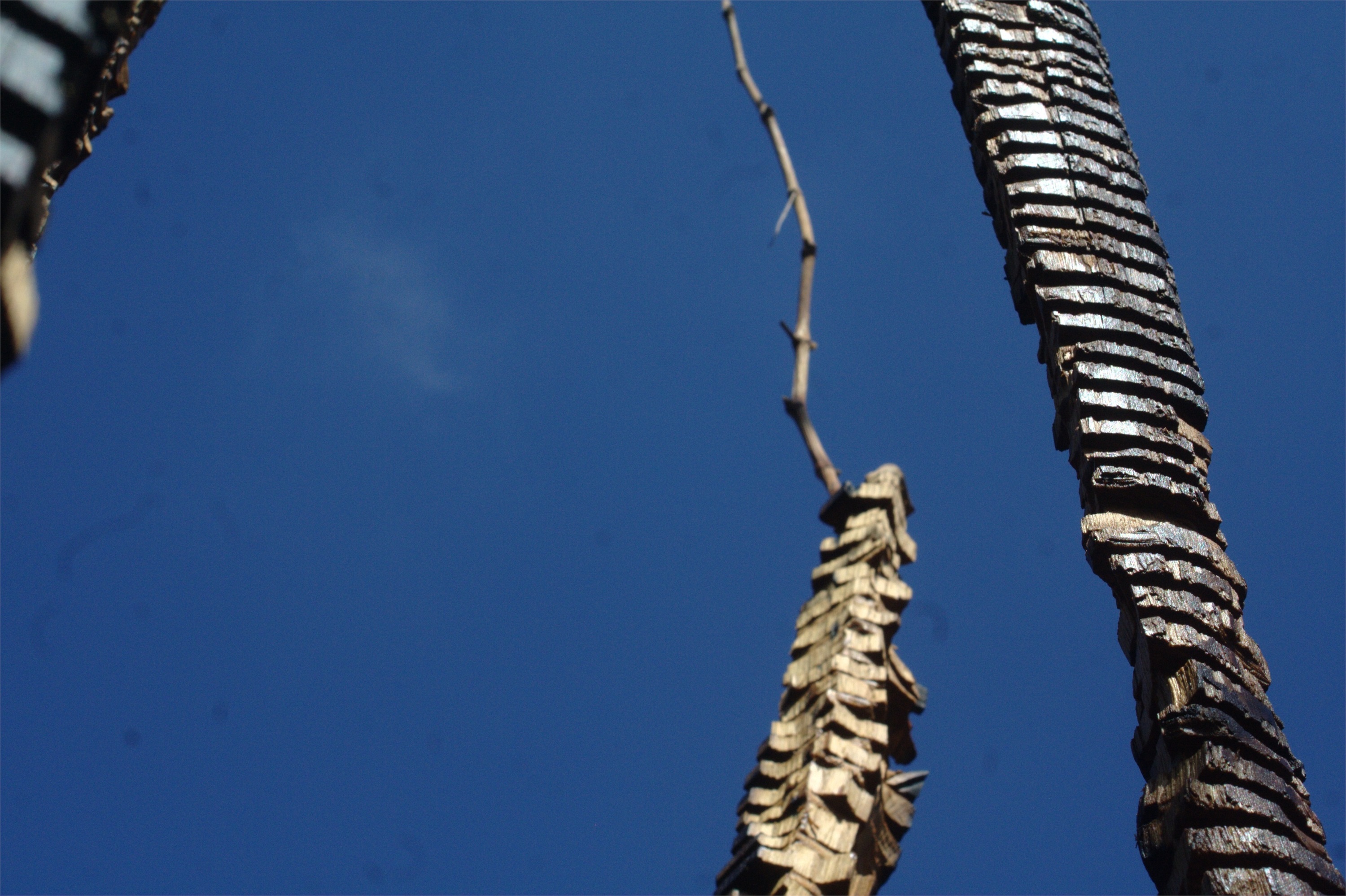 Folhas Caídas I, original Nature Wood Sculpture by Miguel  Neves Oliveira