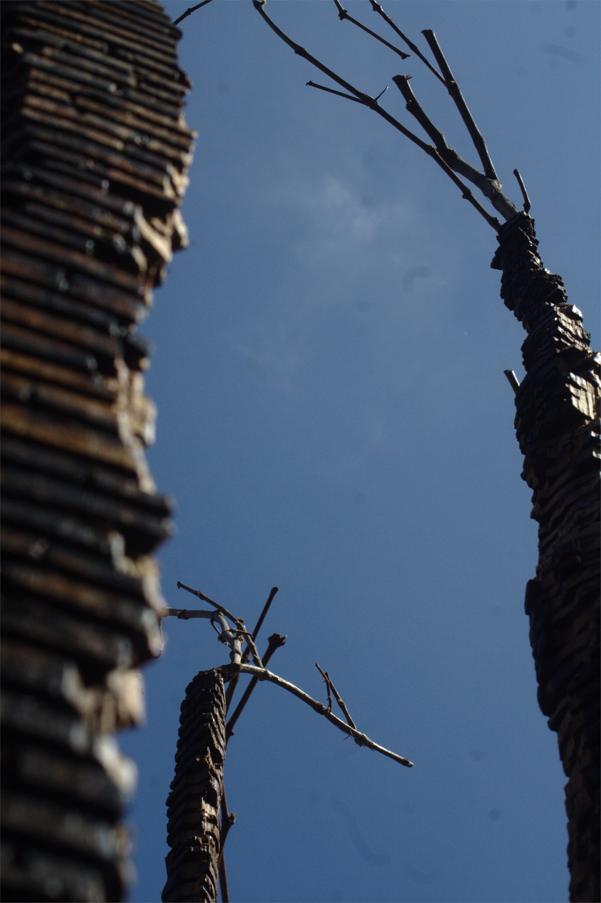 Folhas Caídas I, original Nature Wood Sculpture by Miguel  Neves Oliveira