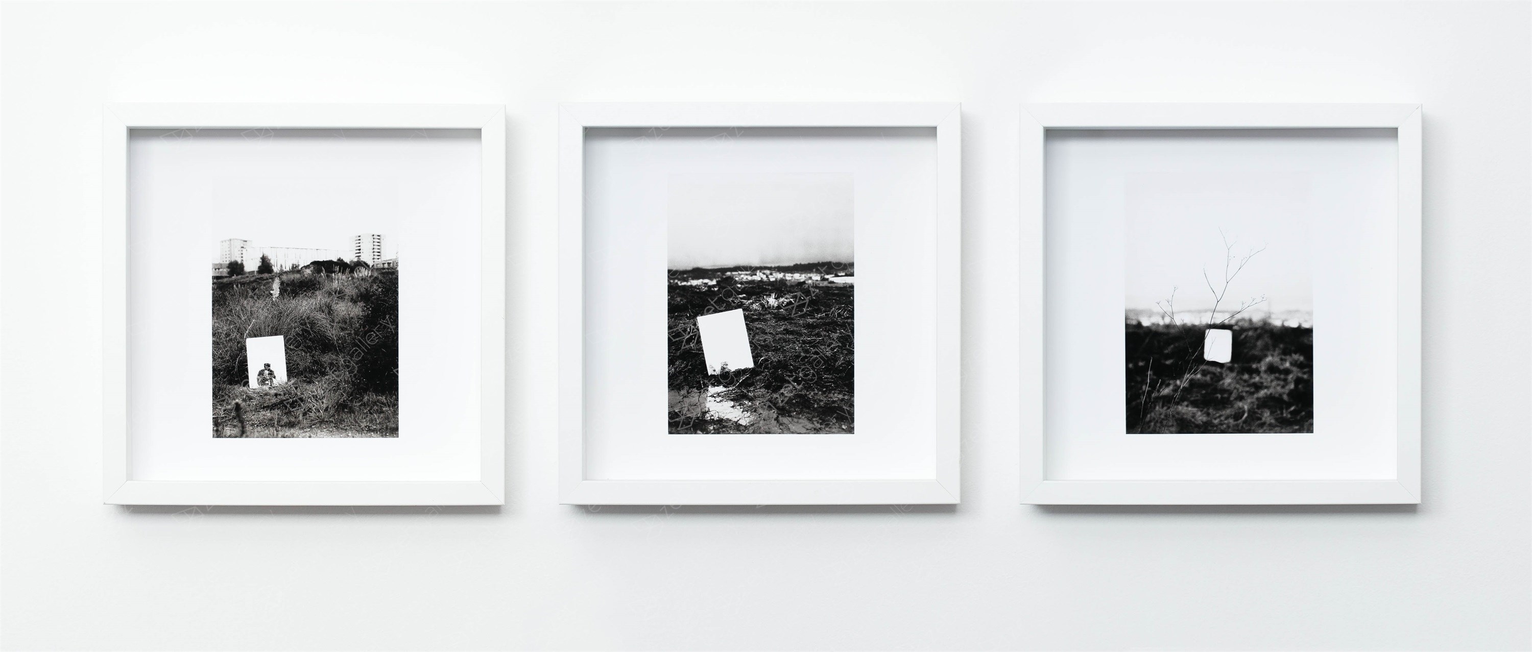 Enquanto Estou Aqui, original Naturaleza muerta Digital Fotografía de Guilherme Maranhão