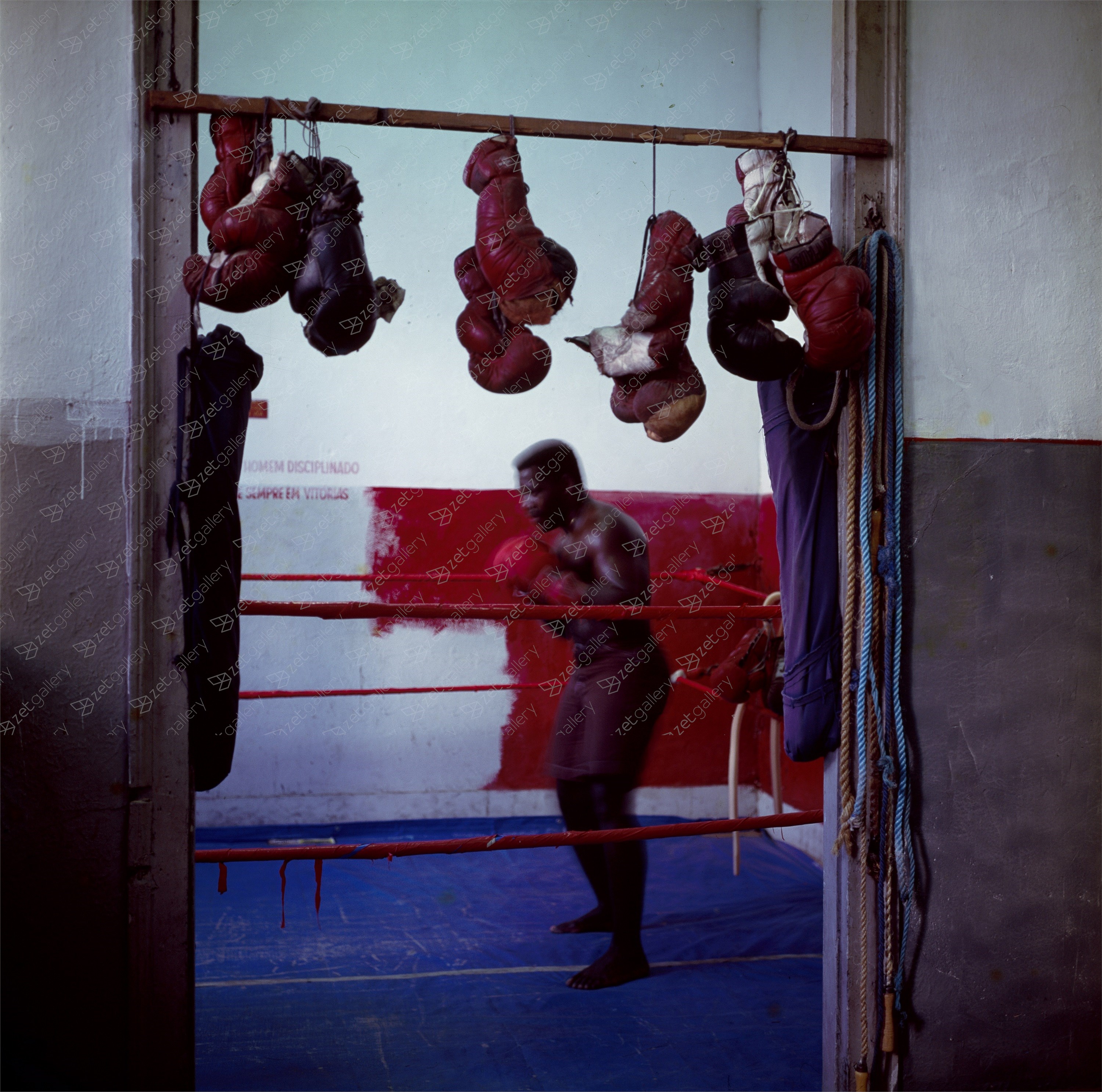 Cabeça quadarda no ringue de canto vermelho, original Still Life Digital Photography by Miguel Rio Branco